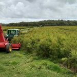 Teven Tree Red Trucks — Ballina district organic mulch delivery